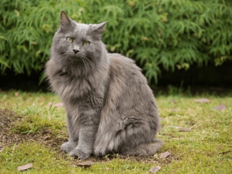Nebelung
