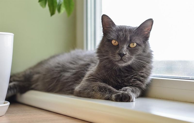 Nebelung