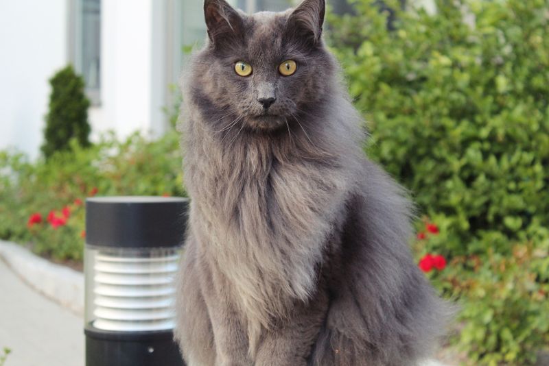 Nebelung