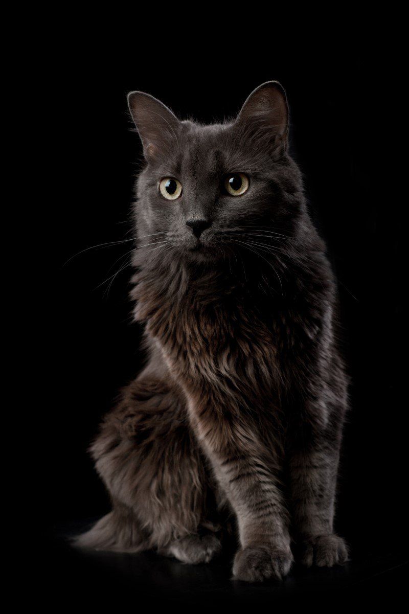 Nebelung