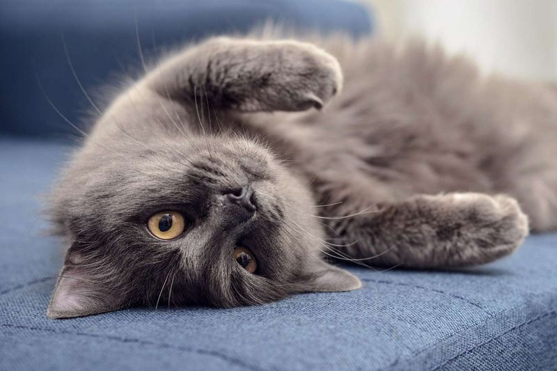 Nebelung