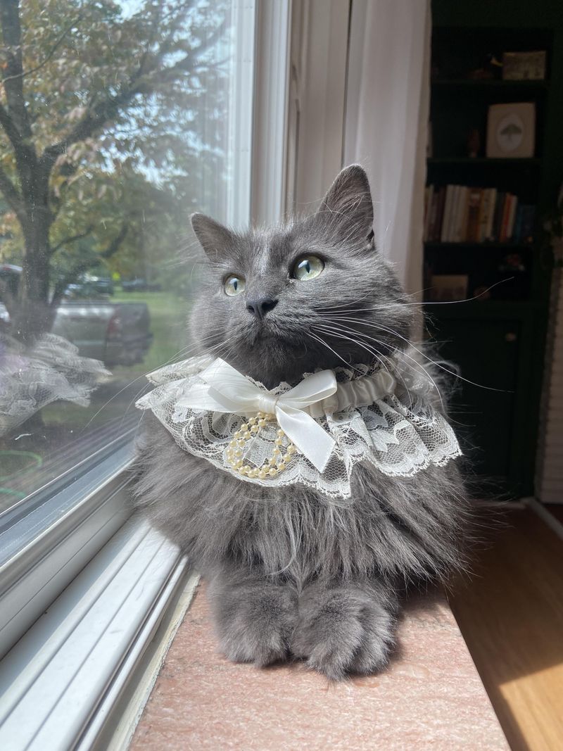 Nebelung