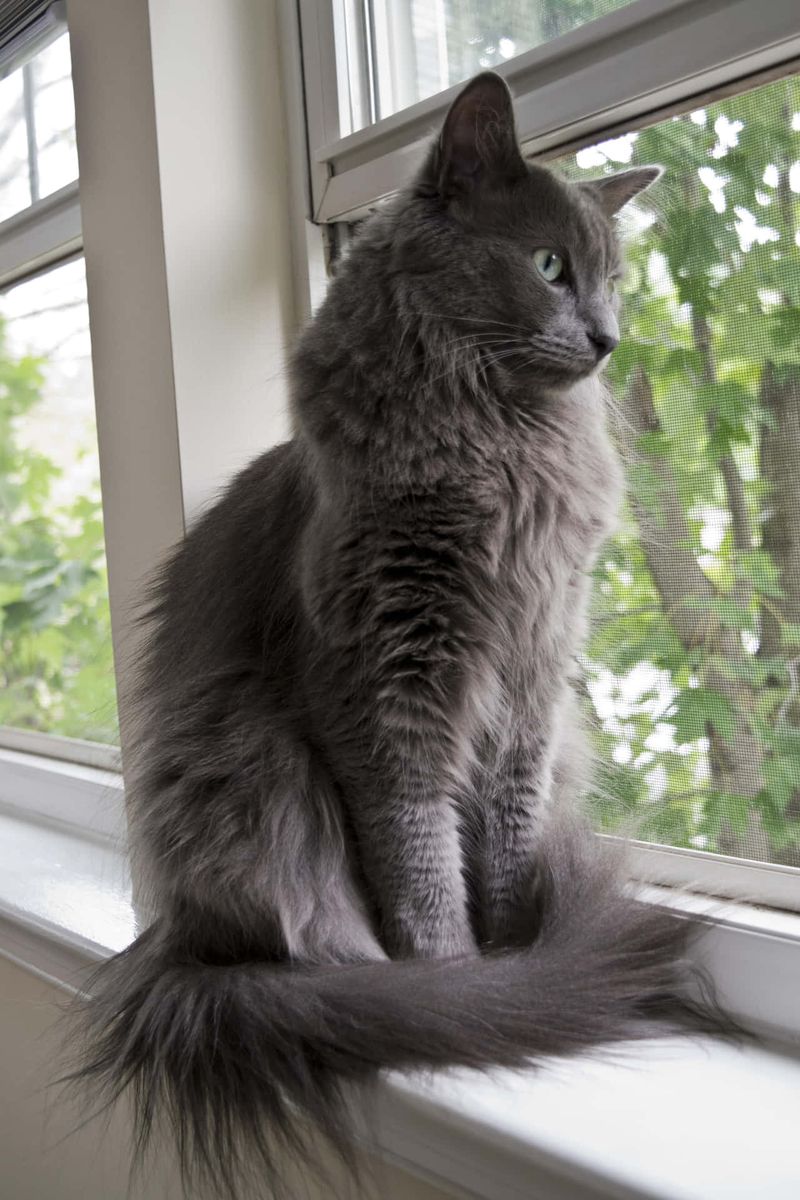 Nebelung