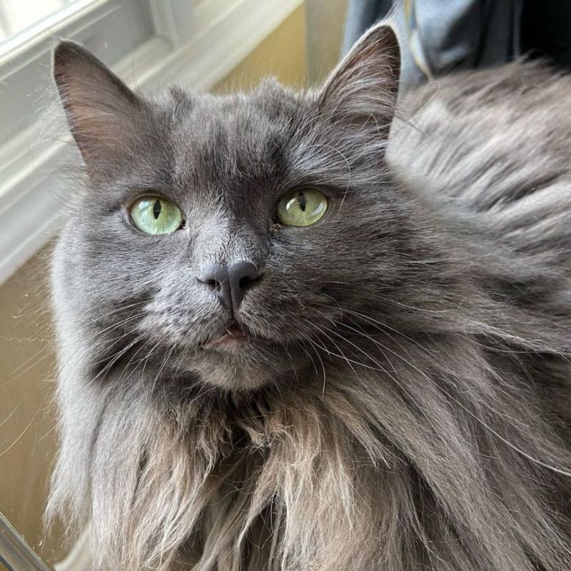 Nebelung