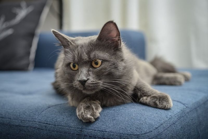 Nebelung