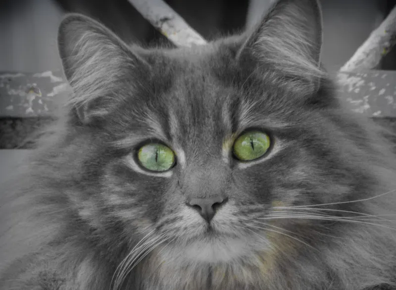 Nebelung