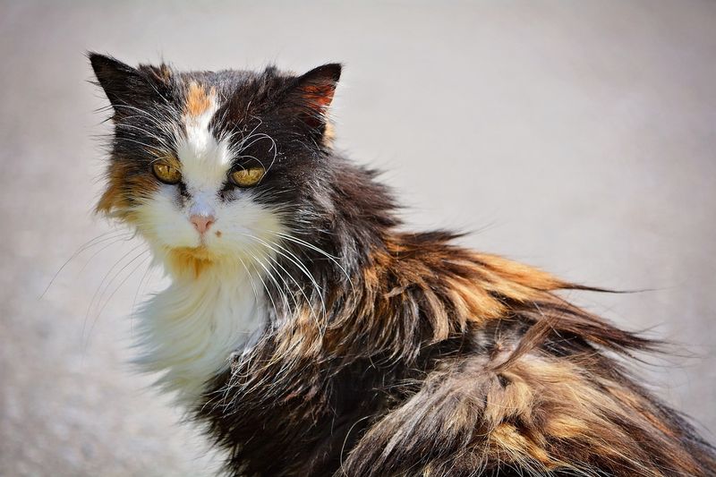 Neglected Grooming or Unkempt Appearance