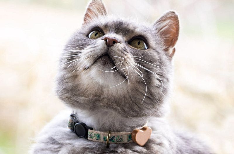 Neglecting Enrichment for Indoor Cats