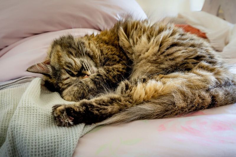Neglecting Grooming Needs
