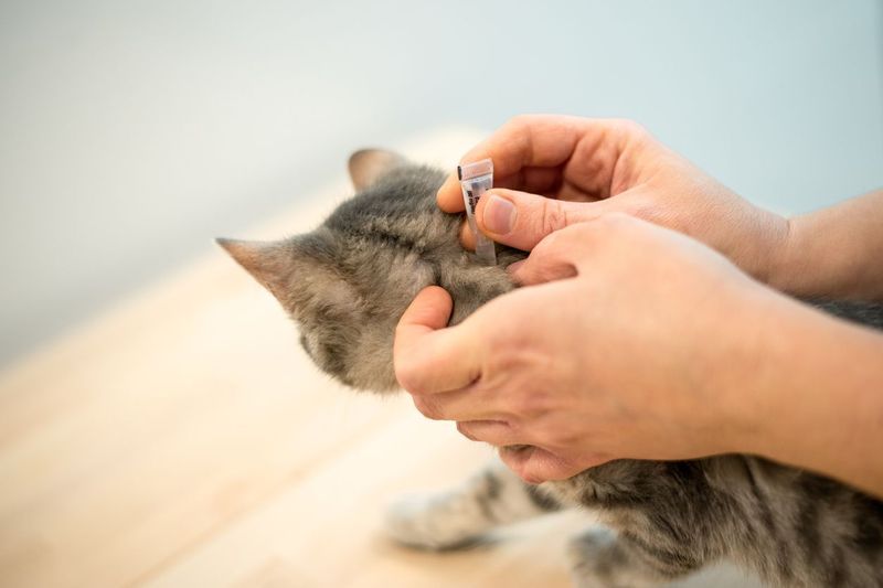 Neglecting Parasite Prevention