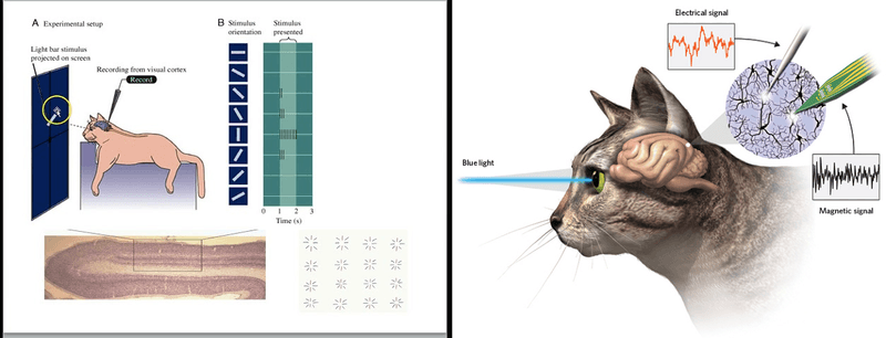 Neuronal Count