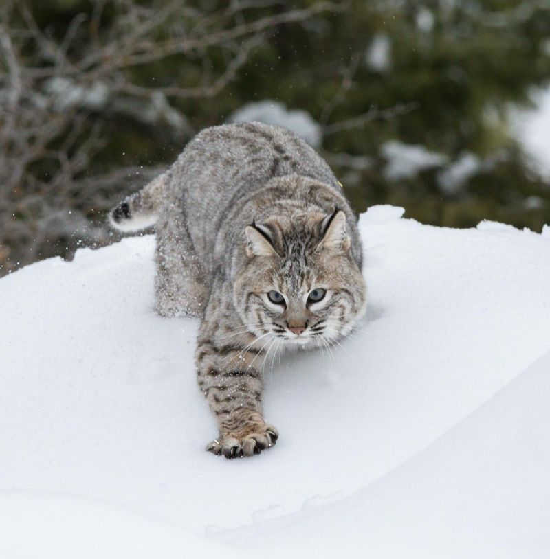 New Hampshire – Bobcat