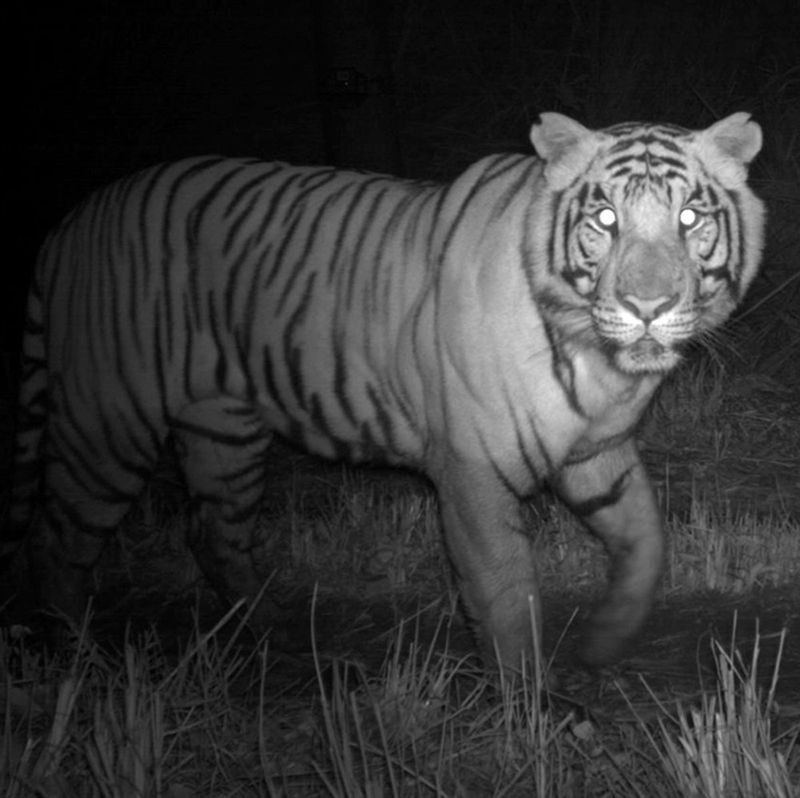 Night Vision