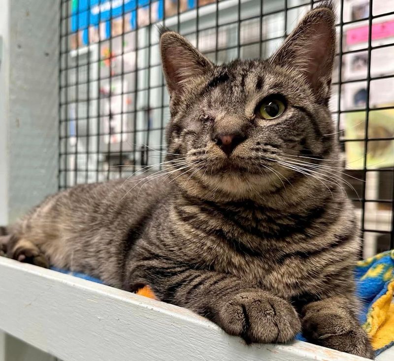 Nine Lives Foundation – Redwood City, CA