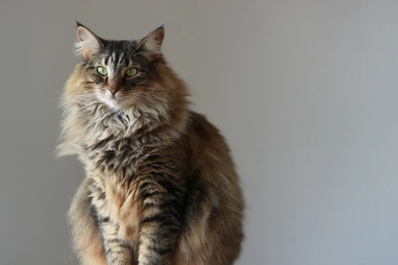 Norwegian Forest Cat – Astrid
