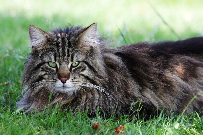 Norwegian Forest Cat