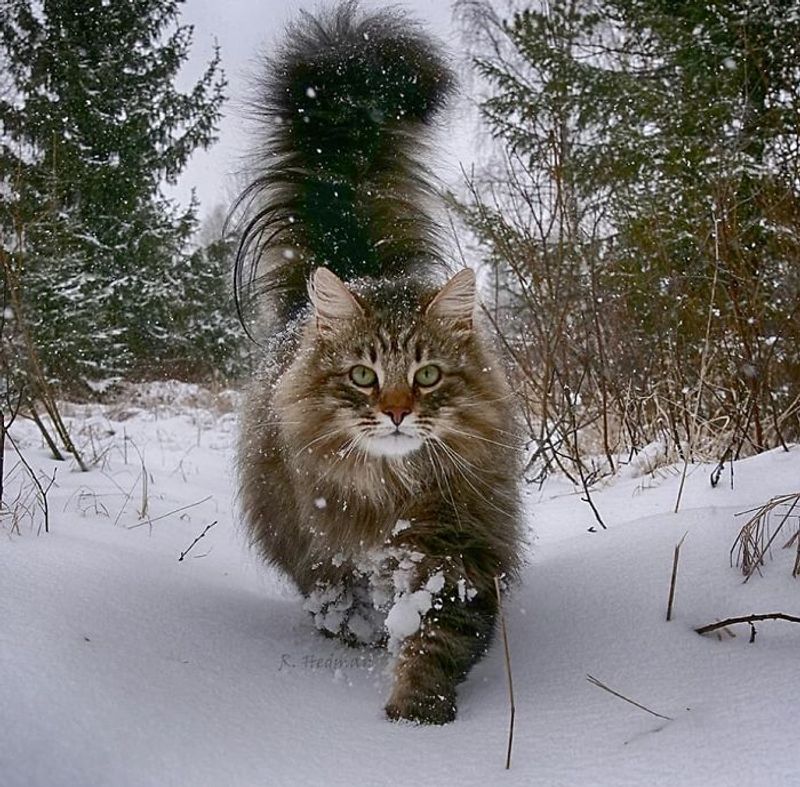 Norwegian Forest Cat