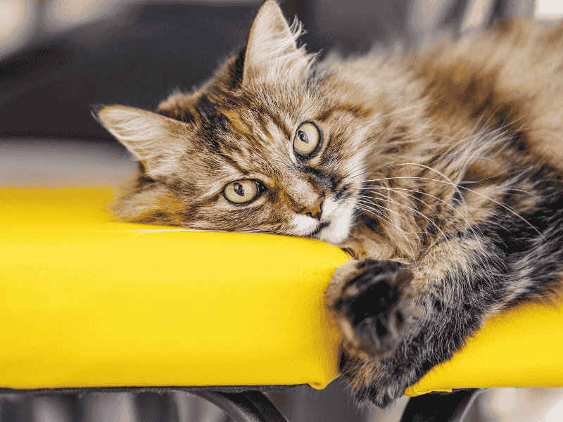 Norwegian Forest Cat