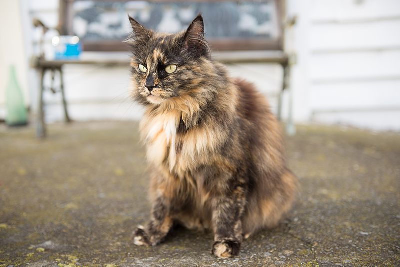 Norwegian Forest Cat