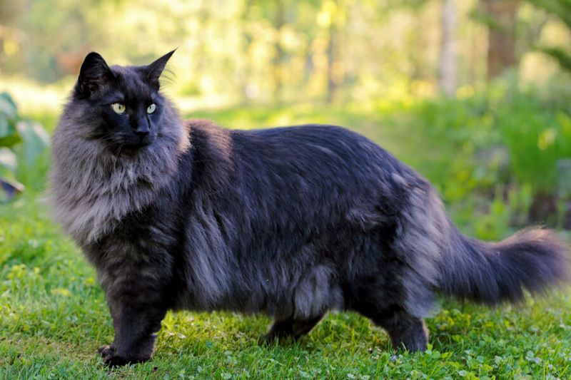 Norwegian Forest Cat