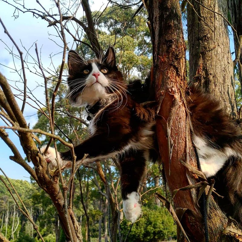 Norwegian Forest Cat