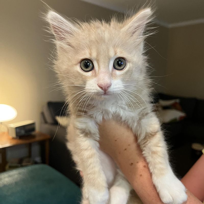 Norwegian Forest Cat