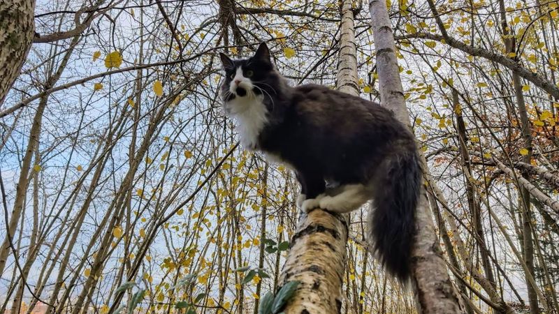 Norwegian Forest Cat