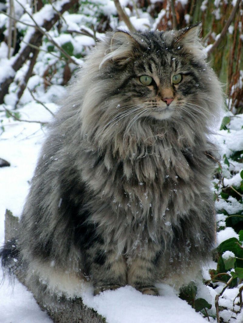 Norwegian Forest Cat