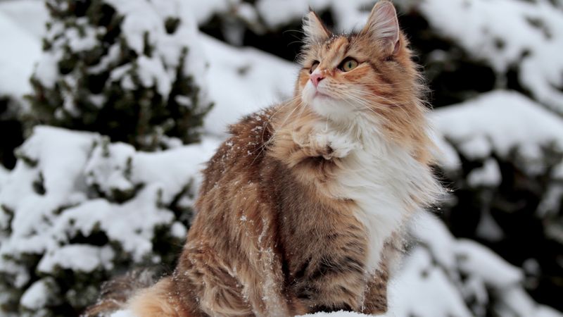 Norwegian Forest Cat