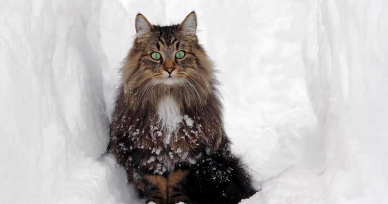 Norwegian Forest Cat