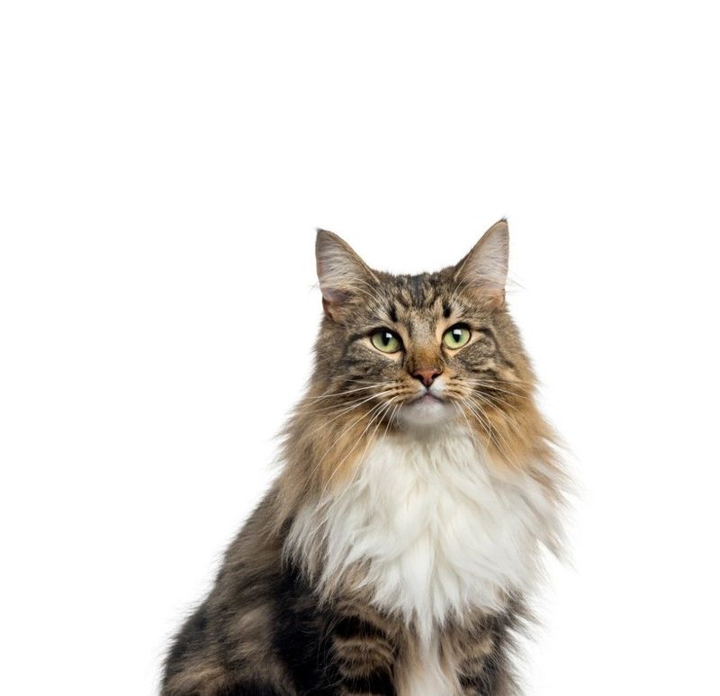 Norwegian Forest Cat