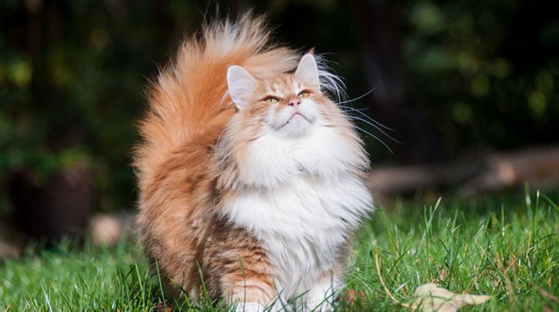 Norwegian Forest Cat