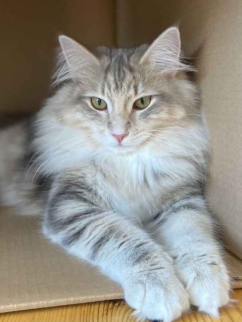 Norwegian Forest Cat