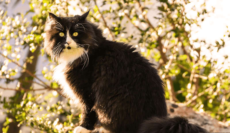 Norwegian Forest Cat