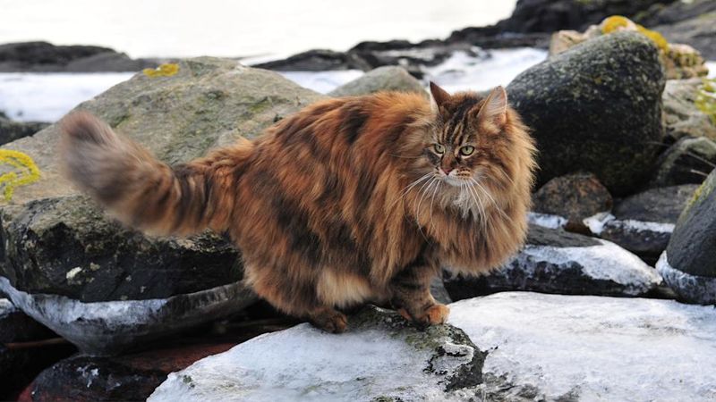 Norwegian Forest Cat