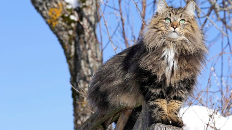 Norwegian Forest Cat Climb