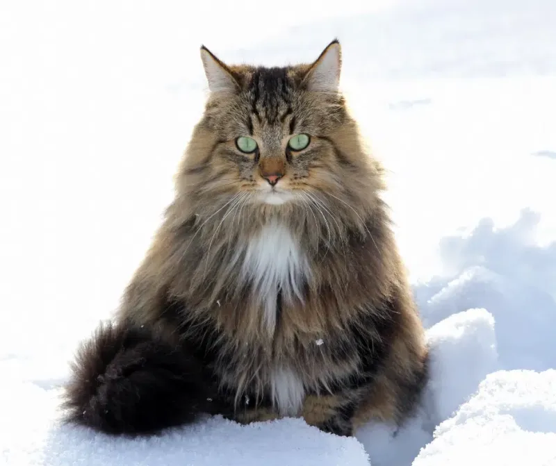 Norwegian Forest Cat