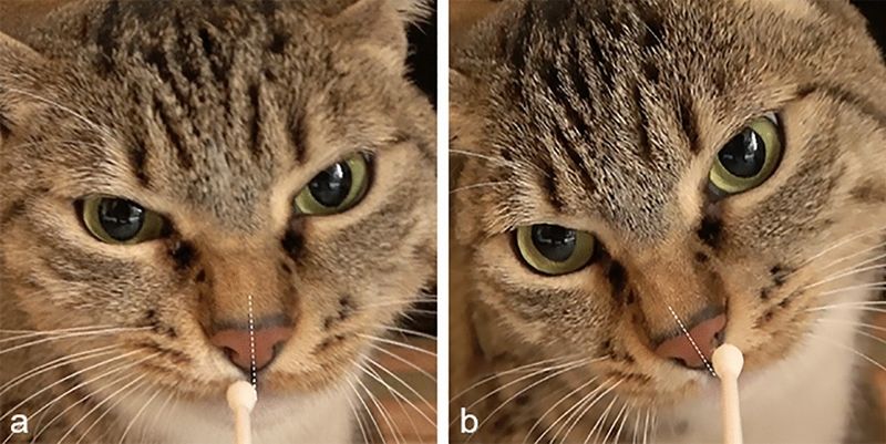 Nostril Lateralization in Cats