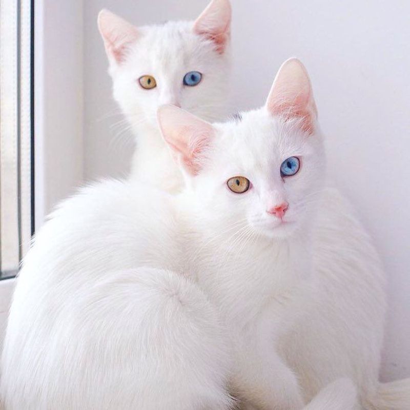 Not Albino