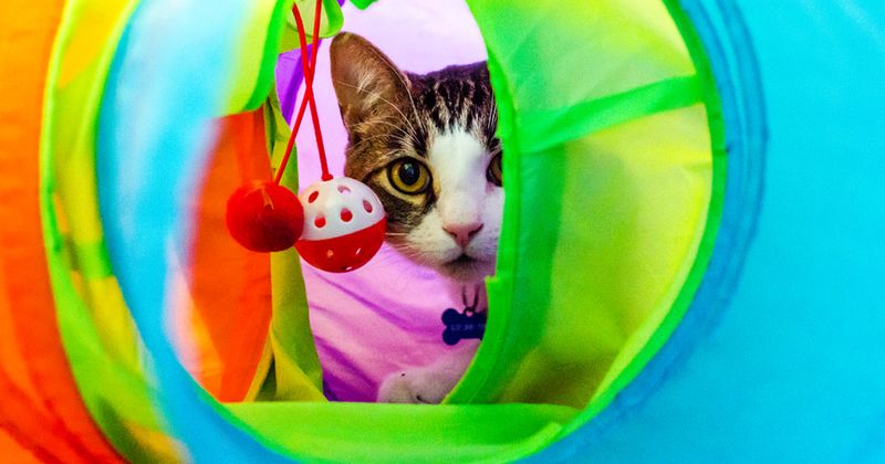Not Considering Environmental Enrichment