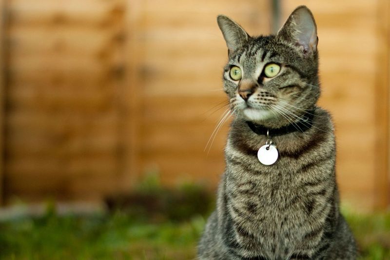 Not Microchipping or Using ID Tags