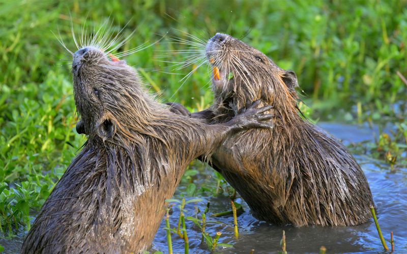 Nutria