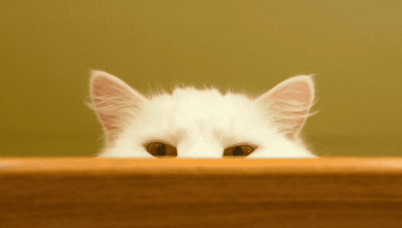 Object Permanence