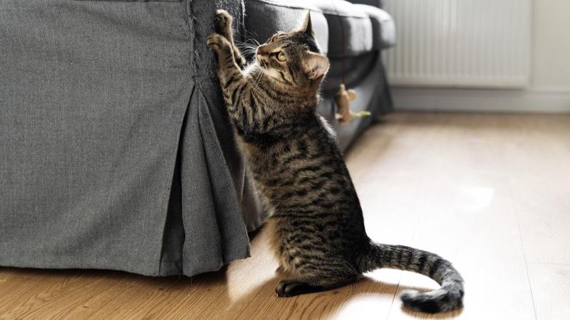 Occasional Furniture Scratching