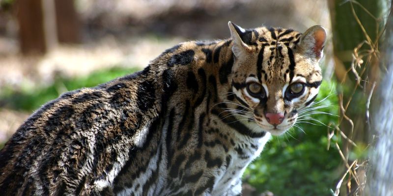 Ocelot