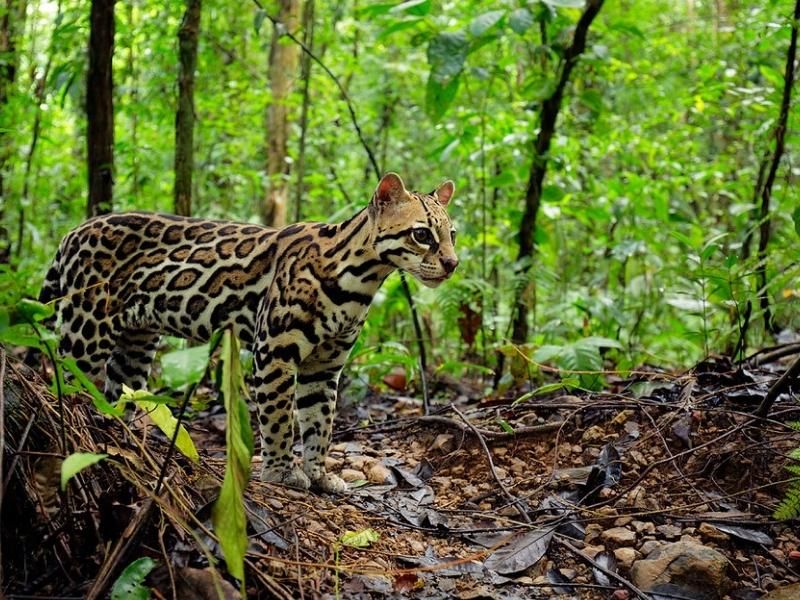 Ocelot
