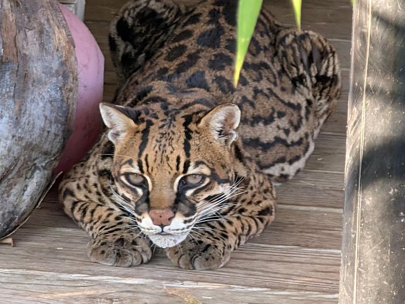 Ocelot