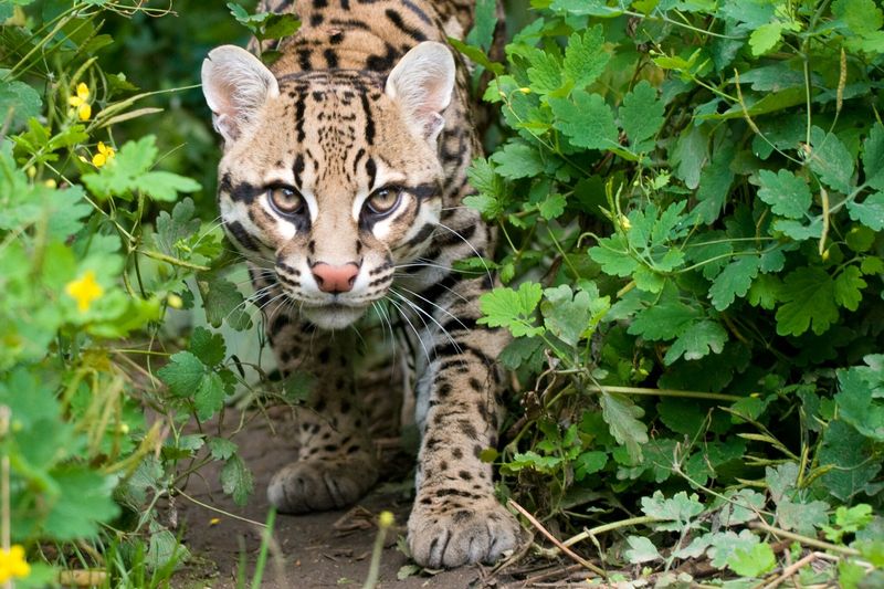 Ocelot
