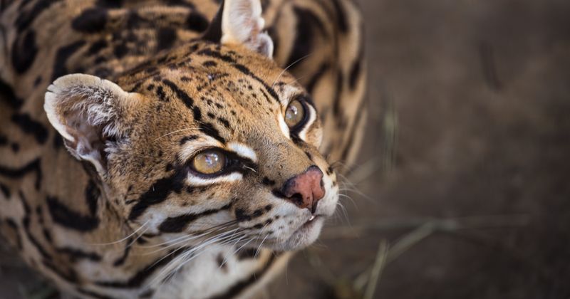 Ocelot's Glowing Amber Lanterns