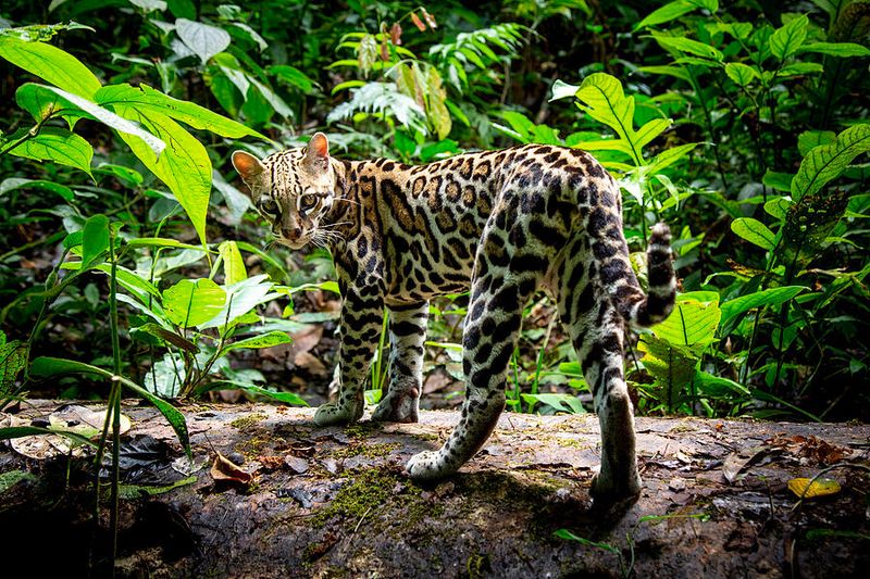 Ocelot